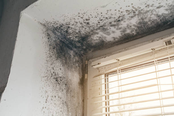Affordable Mold Testing solutions in Danville, VA